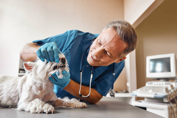 Best Emergency Treatment for Dental Infections or Abscesses in Gentry, AR